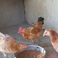 فروش ۲عدد خروس شهری