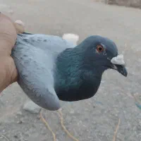 کبوتر مسافتی