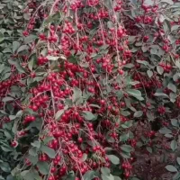 آلبالو هاتونو واستون می چینیم کیلوی یا نصف ،نصف