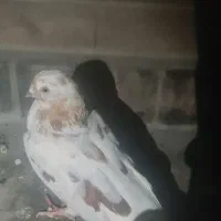 کبوتر خال دار