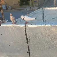 کبوتر