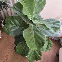 یک گل زینتی با برگ های بزرگ