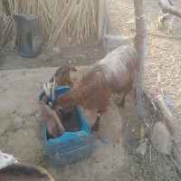 نه عددبزبابزغاله دربخش ریگ ملک