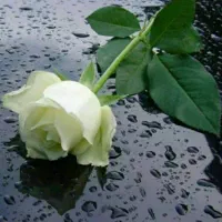 روانشناس ومشاور خانواده