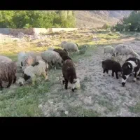 میش داشتی دوبهر و عراقی