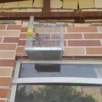 سهره مست بخون