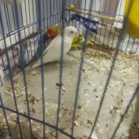 طوطی شیک وهردمست