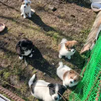 واگذاری توله سگ سگ دورگه پیکنیز اشتپیس