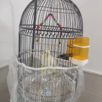 عروس هلندی