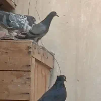 ی بوم کبوتر پرشی