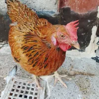فروش ۲ عدد مرغ