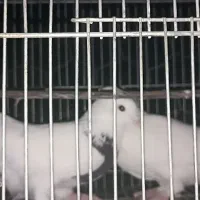 یک سرور ماده و یک طوقی نر
