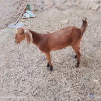 شیرمو پاکستانی