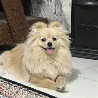 سگ پامر