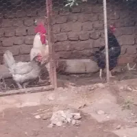 مرغ