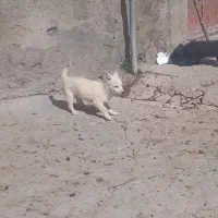 پاکوتا