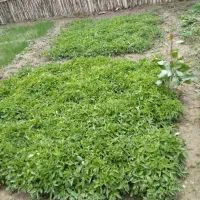 نشا(شیتیل)گوجه