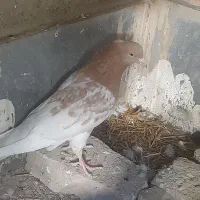 کفتر