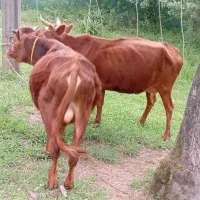 دوراس گاو ۸ماه شکم با گوساله نر