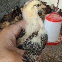 جوجه محلی درجه یک را از ما بخواهید