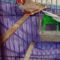 فنچ کینگ مولد و مرغ عشق