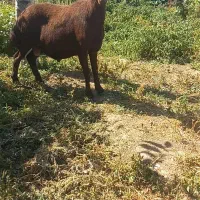 قوچ ناریش اصل