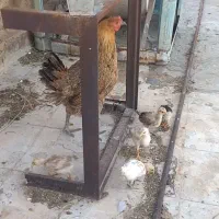 مرغ کرک کرچ با پنج جوجه