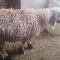 بره نر یکساله