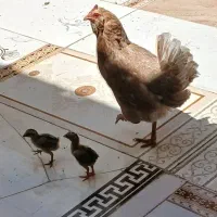 مرغ و جوجه