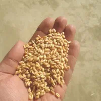 گندم آبی پیشگام