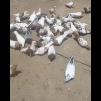 کفتر|پرنده|بروجرد, |دیوار