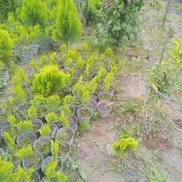 گل و گیاه|گل و گیاه طبیعی|رحیم‌آباد, |دیوار