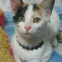 گربه