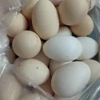 تخم مرغ محلی تازه