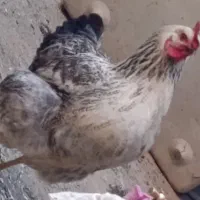 مرغ چیتین محلی تخم گذار