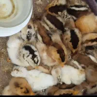 سلام وقتتون بخیر باشه