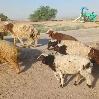 بره|حیوانات مزرعه|باوی, |دیوار