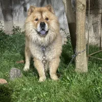 فروش سگ چاوچاو نر و بامزه معاوضه با ژرمن