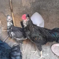 خروس گلین