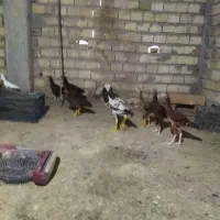مرغ وخروس