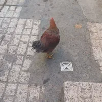 خروس