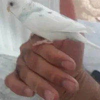جوجه مرغ عشق دستی