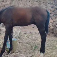 اسب|اسب و تجهیزات اسب‌سواری|بم, |دیوار