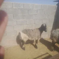 فروش دو راس میش چاق