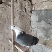 کبوتر پرشی