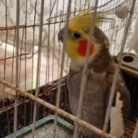 عروس هلندی همراهدباقفس
