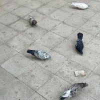 کفتر|پرنده|تهران, صالح‌آباد شرقی|دیوار