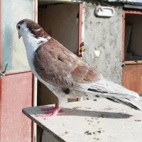 کبوتر ساده هفترنگ زرد سرخ کرمانی کاکلی سینه مشکی