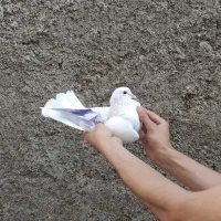 کفتر