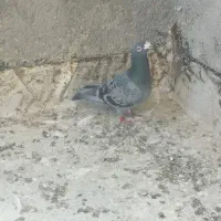 سبز المانی فروشی